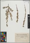 Foto von Salix repens L.